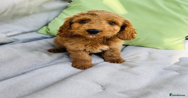 Cockapoo dogs - Advert 3