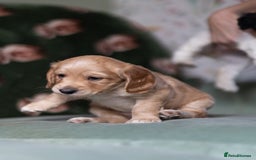 Cockapoo dogs for sale: UNIQUE SABLE BOY READY TO GO ✨ - Image 21