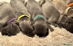 Weimaraner dogs for sale:  KC Reg Weimaraner Pups from Champion Bloodlines ✨ - Image 1