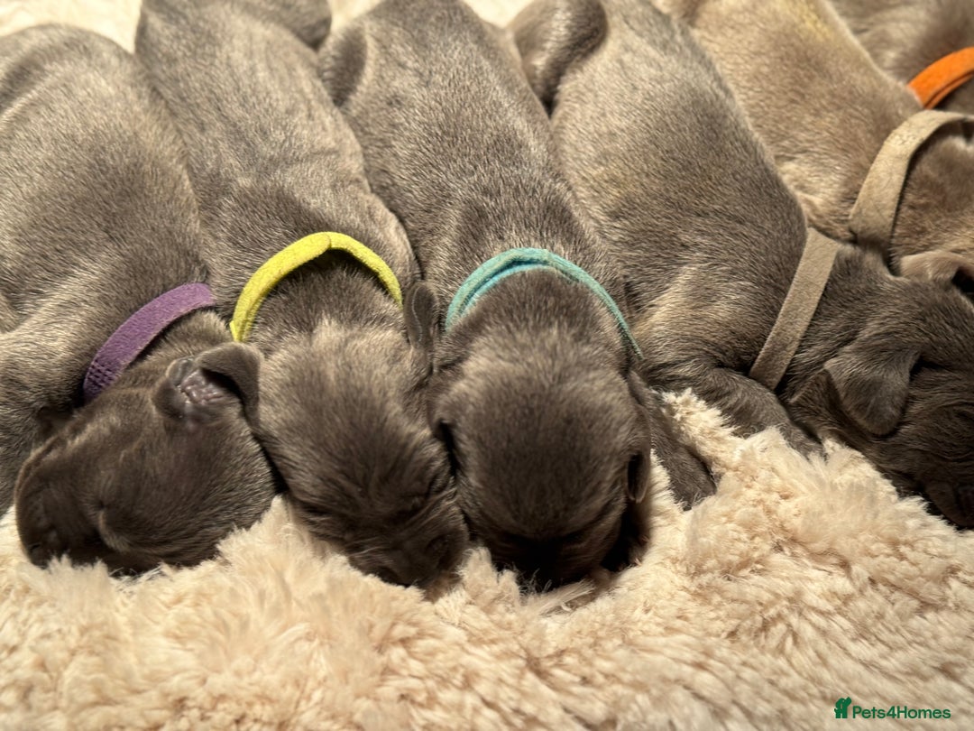 Weimaraner dogs for sale:  KC Reg Weimaraner Pups from Champion Bloodlines ✨ - Image 1