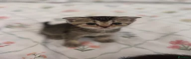 Scottish Fold 4