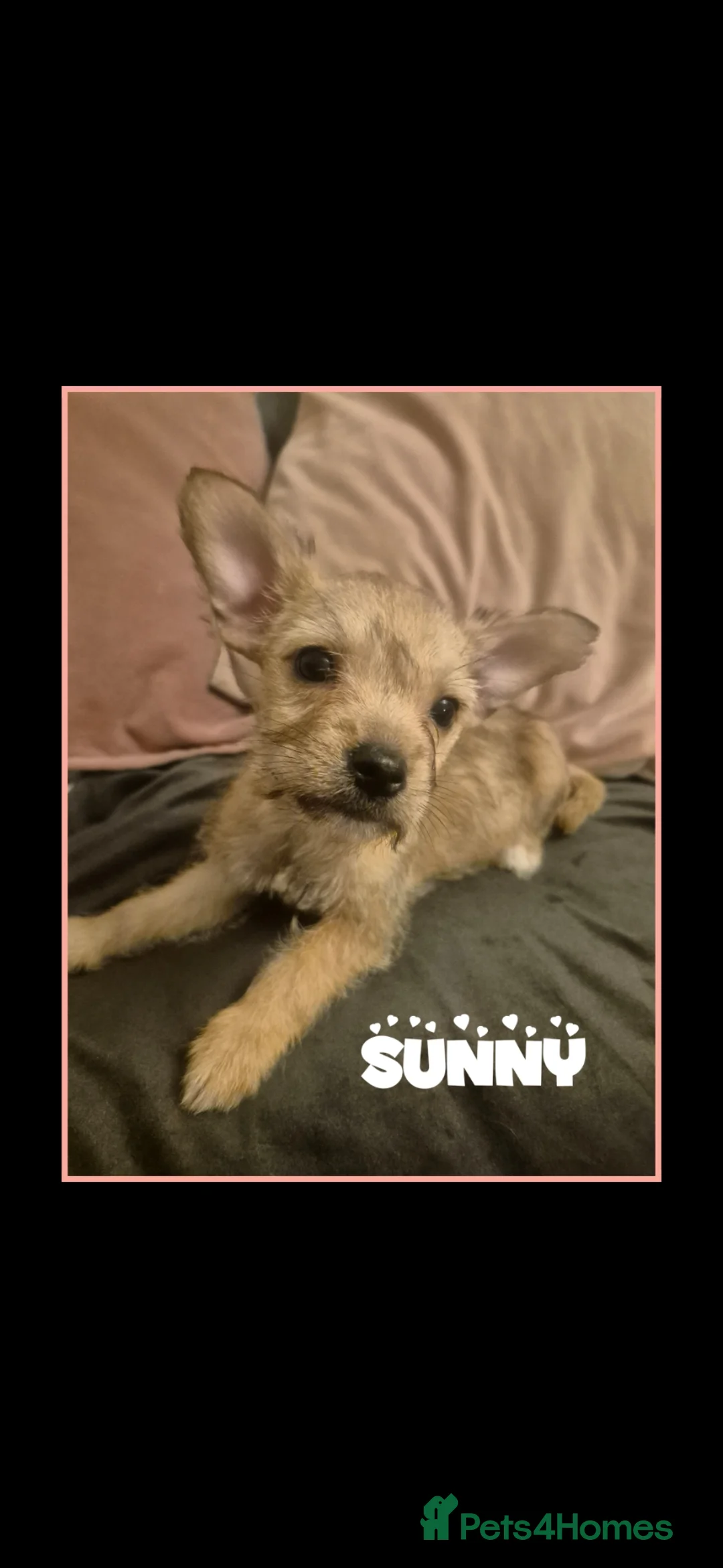 Mixed Breed dogs for sale: ♡Adorable French Chorkie girls♡ - Advert 8