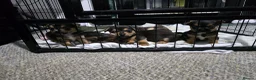 Mixed Breed dogs for sale: Chorkie/Jacawawa - Advert 3