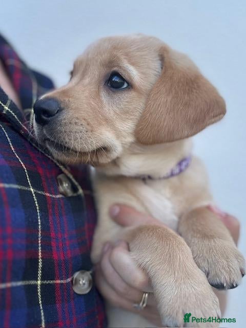 Labrador Retriever dogs Beautiful fox red labrador puppies - Advert 6