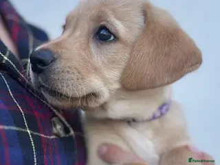 Labrador Retriever dogs Beautiful fox red labrador puppies - Advert 6
