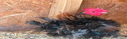 Chickens poultry for sale: Seramas  - Advert 5