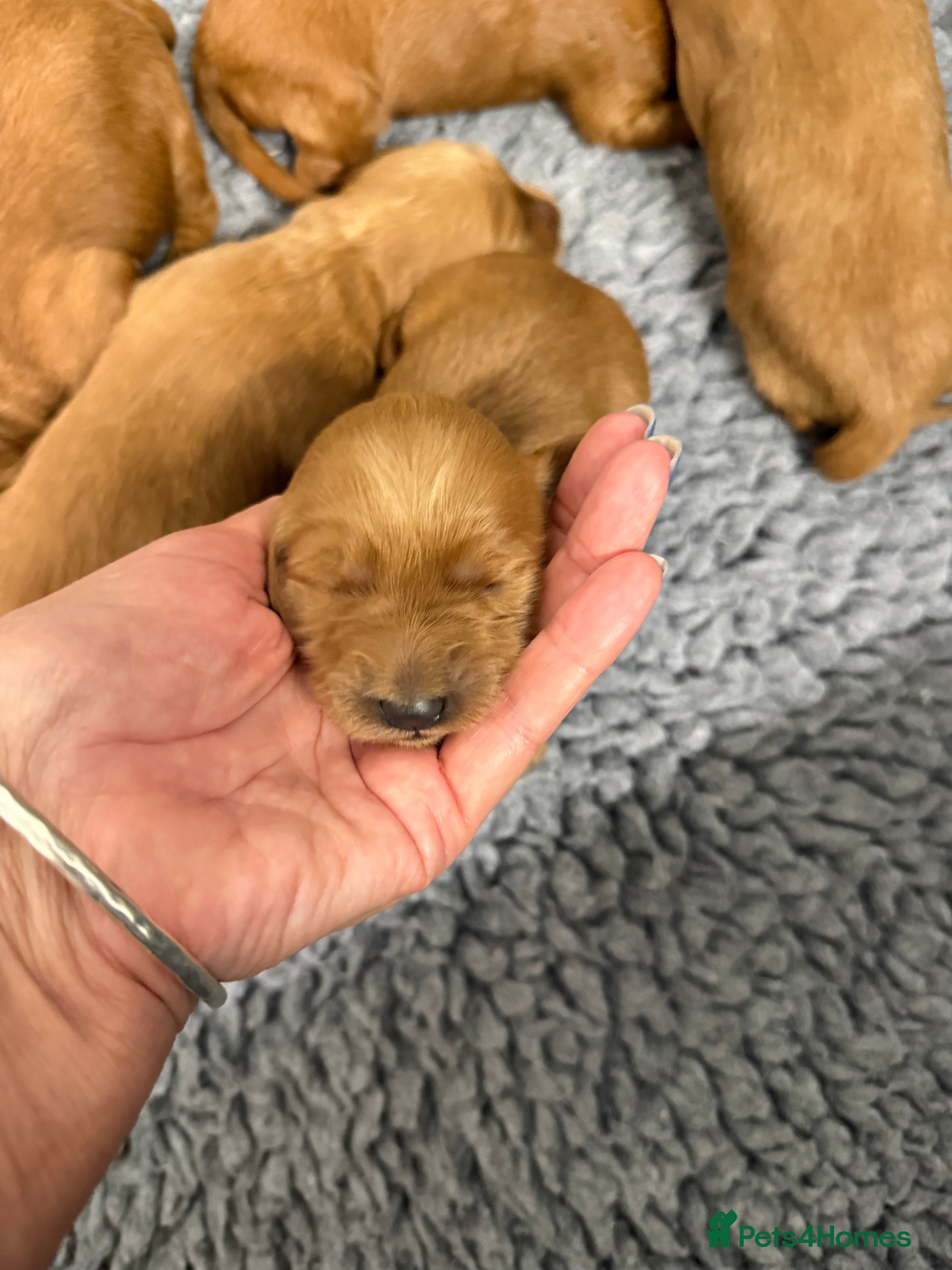 Goldendoodle dogs F1 Goldendoodle Puppies  - Advert 2