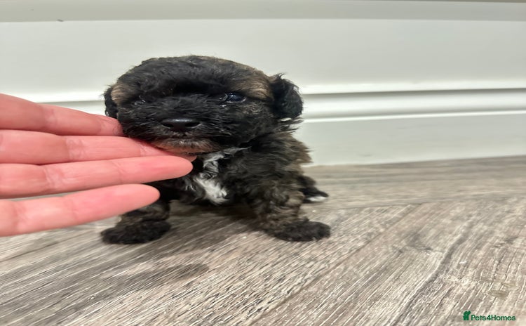 Toy Poodle dogs - Advert 9