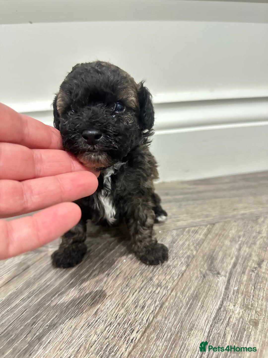 Toy Poodle dogs for sale: Kc Tiny toy poodles DNA 🧬 clear  - Advert 10