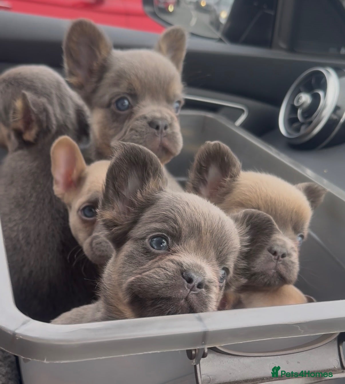 French Bulldog dogs Lilac fluffies! Ready to leave now. - Advert 1