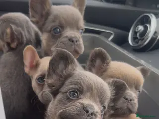 French Bulldog dogs Lilac fluffies! Ready to leave now. - Advert 1