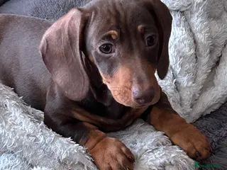 Miniature Dachshund dogs Isabella & chocolate & tan Miniature dachshunds - Advert 14
