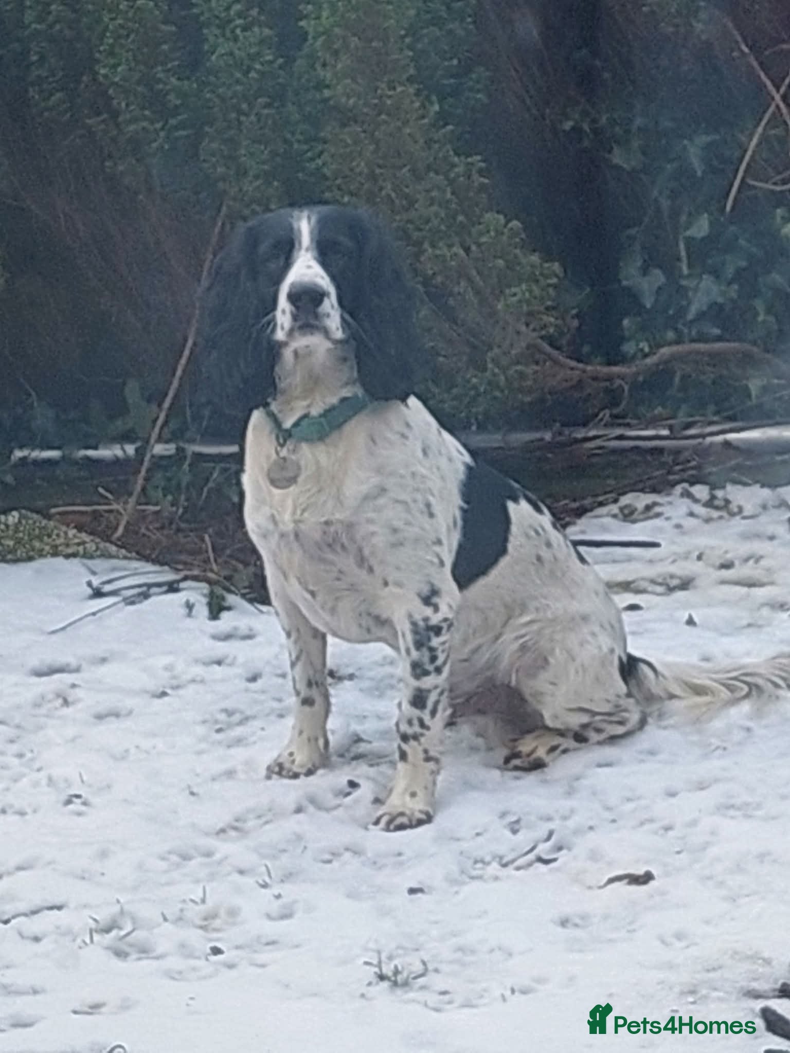 English Springer Spaniel dogs Beautiful Proven Springer Spaniel for stud. in Abertillery - Advert 2