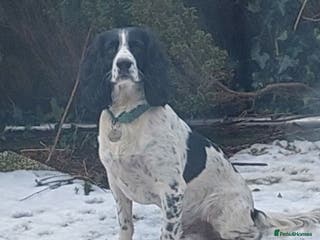 English Springer Spaniel dogs Beautiful Proven Springer Spaniel for stud. in Abertillery - Advert 8