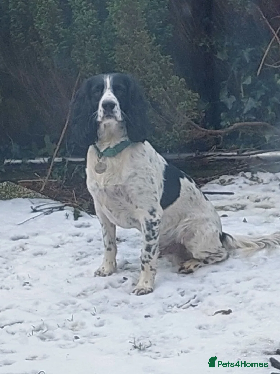 English Springer Spaniel dogs for stud: Beautiful Proven Springer Spaniel for stud. in Abertillery - Advert 1