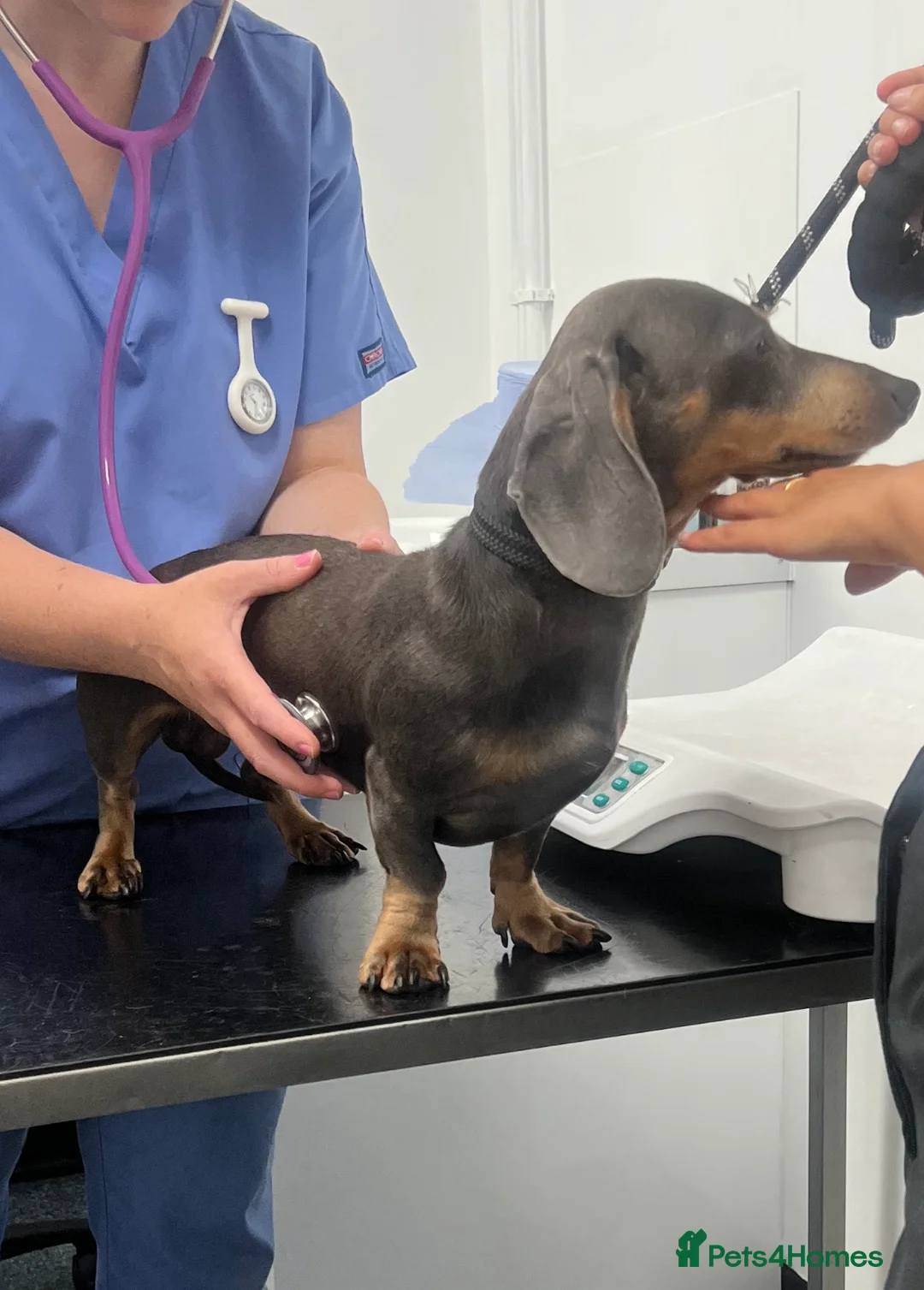 Miniature Dachshund dogs for stud: 🐾HUGO THE BOSS (KC REG & PRA CLEAR) PROVEN STUD🐾 in Manchester - Advert 38