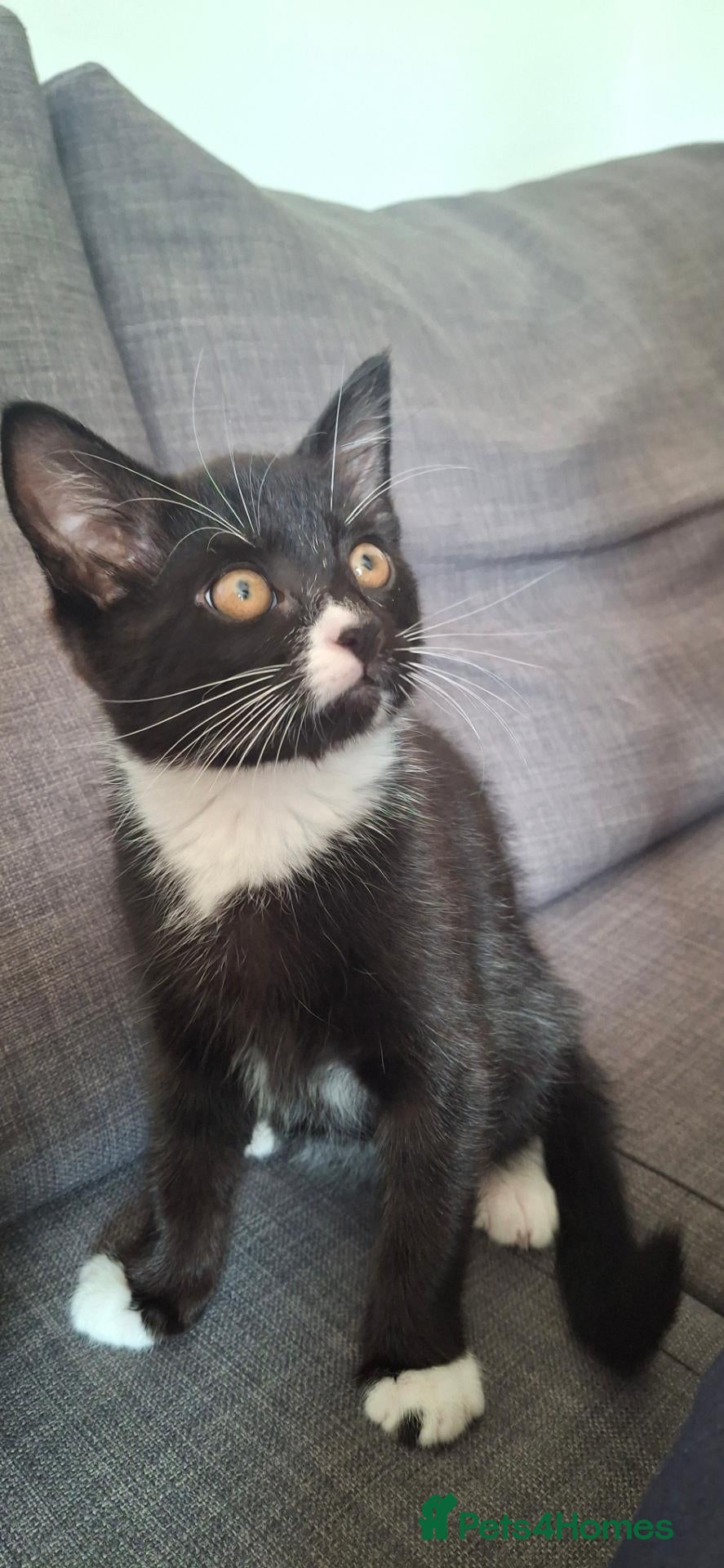Mixed Breed cats 🐾 Gorgeous Kitten Looking for a Loving Home 🐾 - Advert 3
