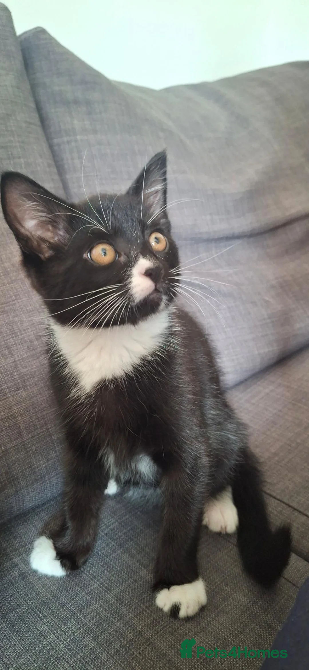 Mixed Breed cats for sale: 🐾 Gorgeous Kitten Looking for a Loving Home 🐾 in St Albans - Advert 1