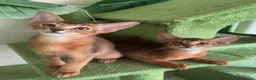Abyssinian cats for sale: TICA 5* pedigree Abyssinian Kittens  - Advert 23