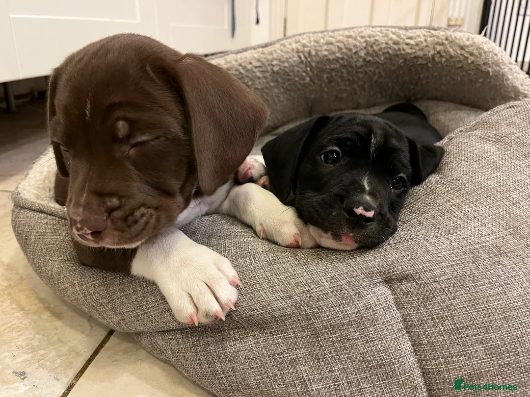 Mixed Breed dogs for sale: 🐾Sweet-natured Spaniel x Bulldog male puppy🐾 in London - Advert 9