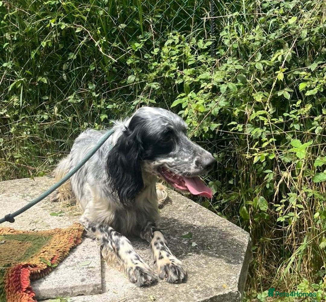 English Setter dogs for adoption: Cookie - Image 3