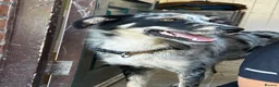 Mixed Breed dogs for sale: mave  - Advert 6