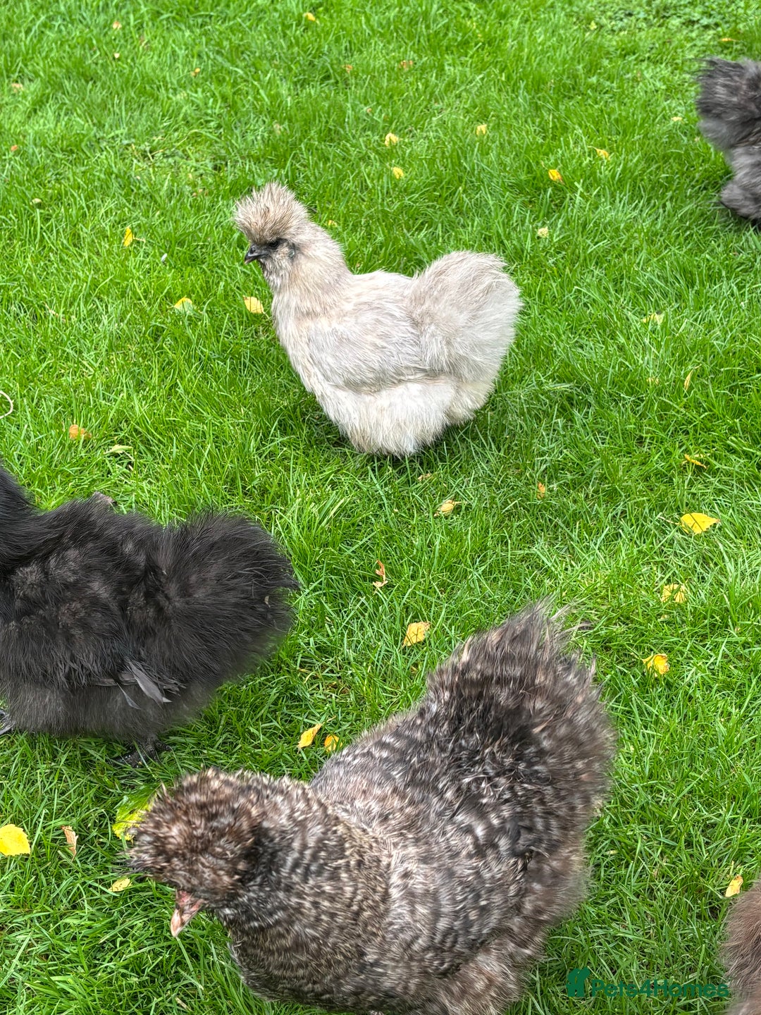 Chickens poultry for sale: Pair of Silkie bantam hens - Image 4