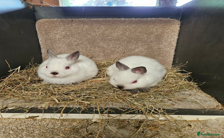 Netherland Dwarf rabbits - Advert 2