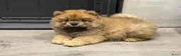 Chow Chow dogs for sale: Beautiful KC Registered Chow Chow Puppies  - Advert 26