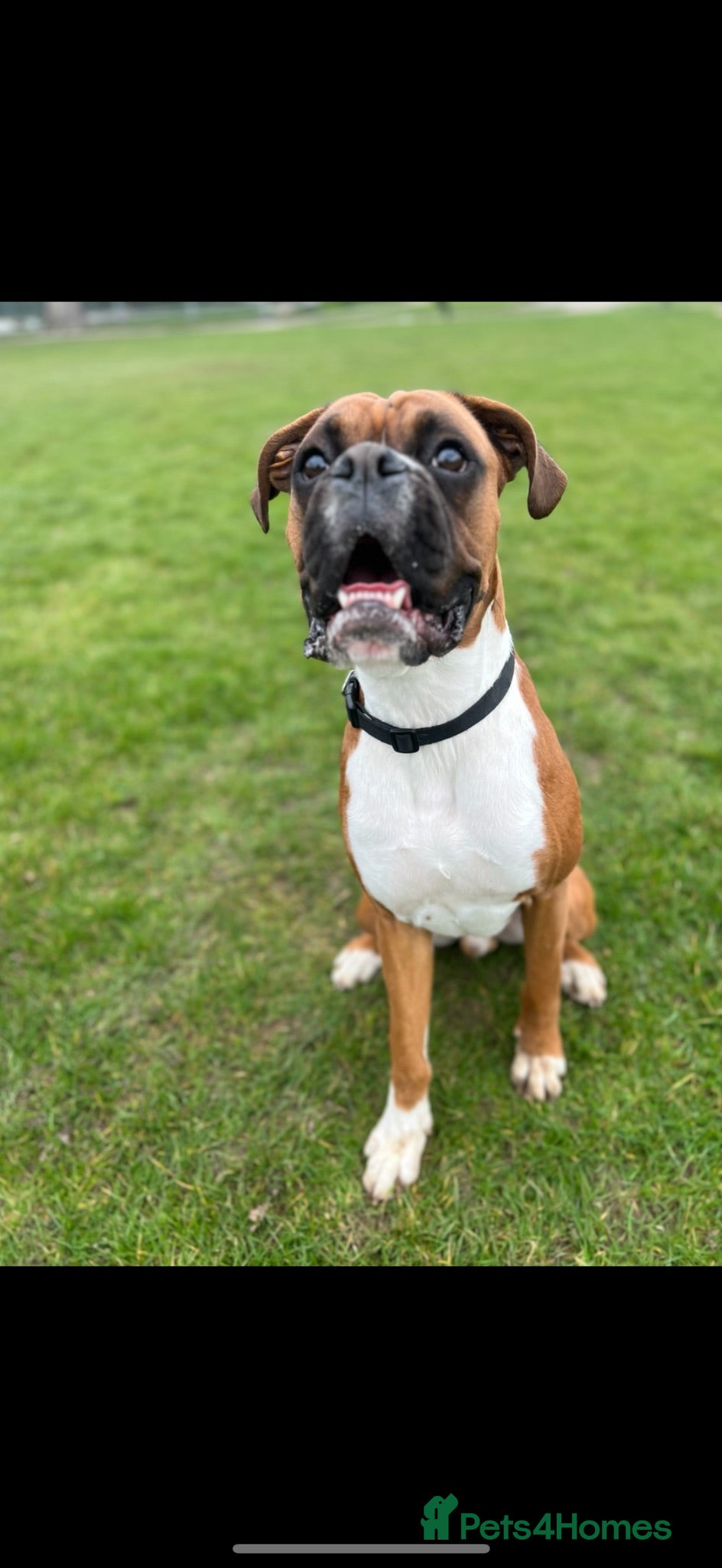 Boxer dogs Re-home our boxer  - Advert 2