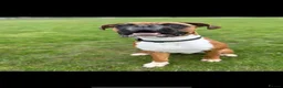Boxer dogs for sale: Re-home our boxer  - Advert 1
