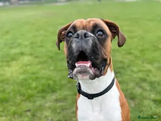 Boxer dogs Re-home our boxer - Advert 2