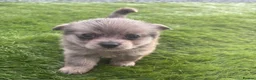 Mixed Breed dogs for sale: Pomchi shitzu puppies in Llanelli - Advert 6