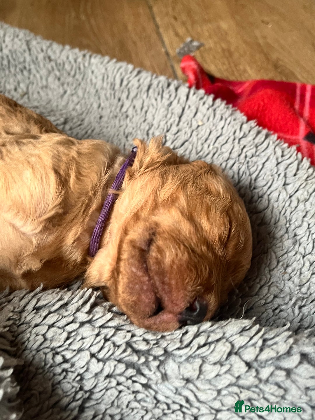 Mixed Breed dogs for sale: Multi generational goldendoodle puppies - Image 11