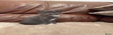 Mixed Breed 6