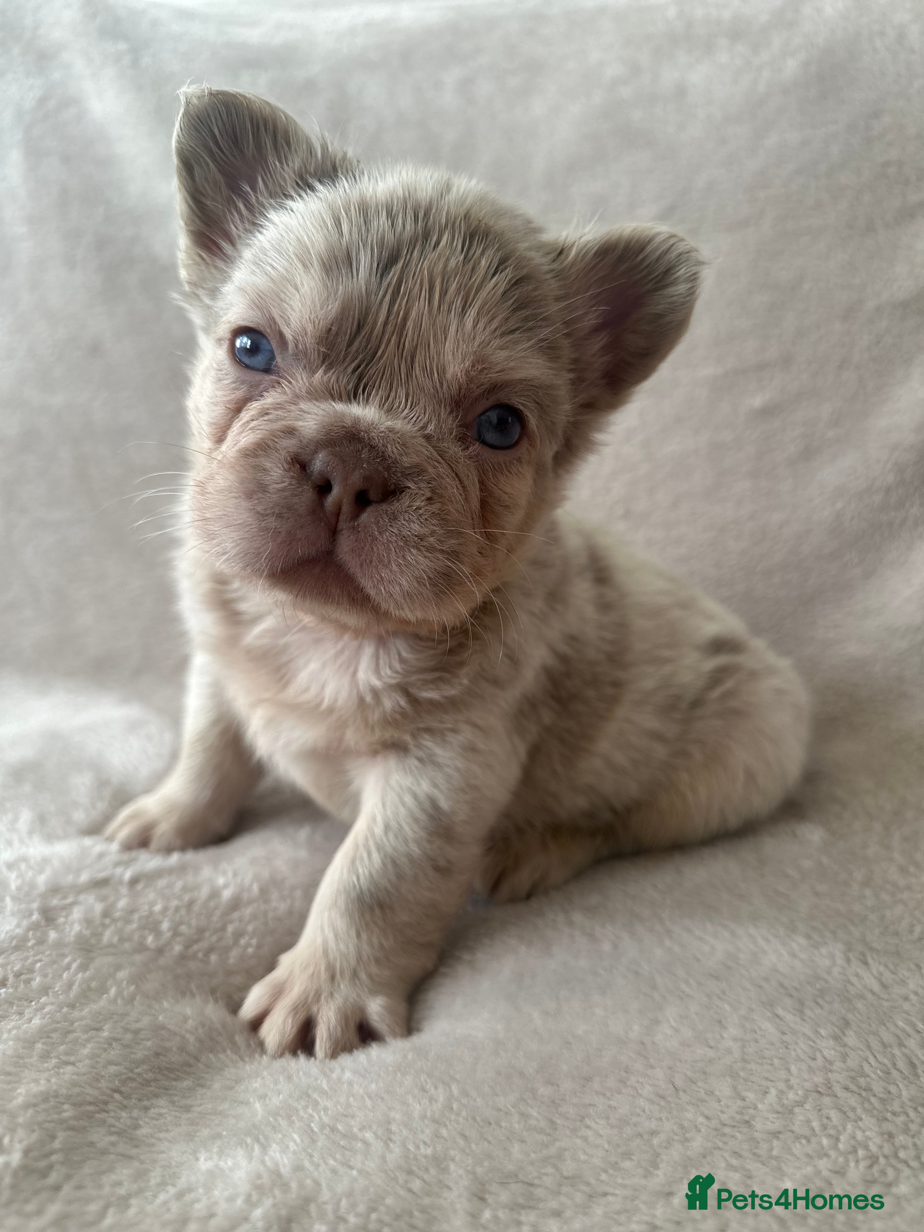 French Bulldog dogs RARE FLUFFY FRENCHIES! LAST 3 LEFT!!!! - Advert 7