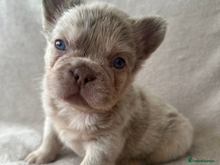 French Bulldog dogs RARE FLUFFY FRENCHIES! - Advert 12