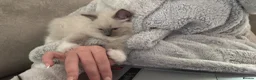 Ragdoll cats for sale: 10 week brother and sister  - Advert 7