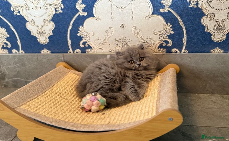 British Longhair cats - Advert 7