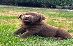 Labrador Retriever dogs for sale: Stunning Show KC Chocolate Labradors  - Image 4