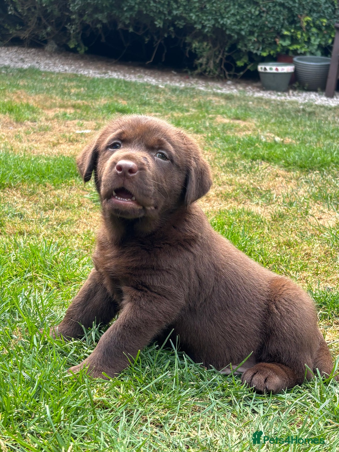 Labrador Retriever dogs for sale: Stunning Show KC Chocolate Labradors  - Image 4