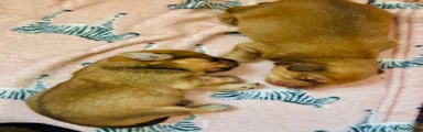 Mixed Breed 2