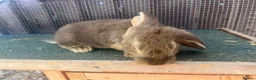 Mixed Breed rabbits for sale: Mixed baby rabbits - Advert 6
