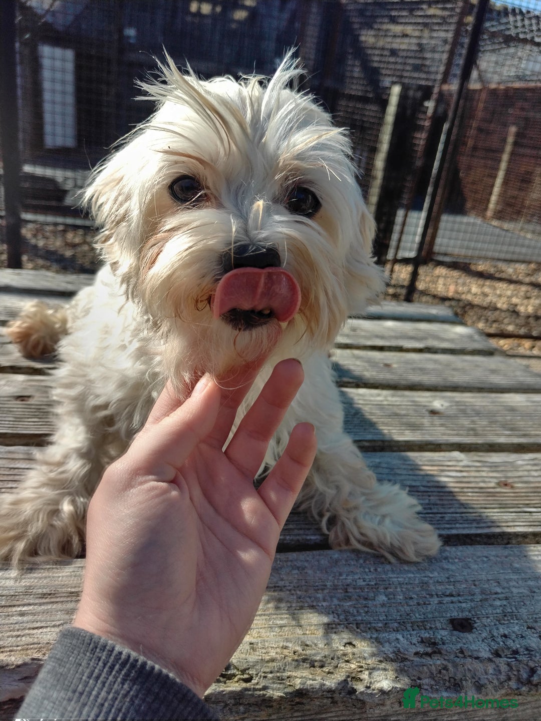 Maltese dogs for sale: Beautiful maltese looking for a retirement home - Image 2