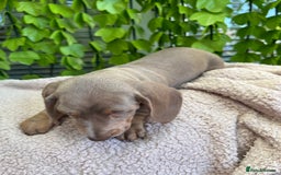 Dachshund dogs for sale: Miniature Dachshund Puppies  in Hull - Image 12