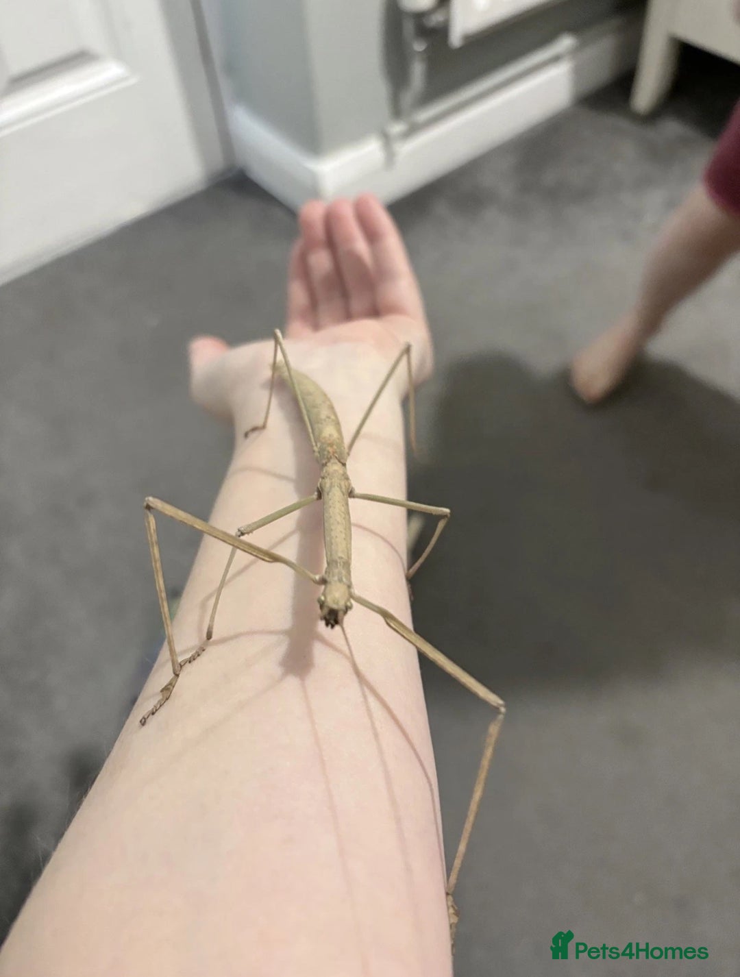 Stick Insects invertebrates for sale: Budwing stick insect eggs - Image 2