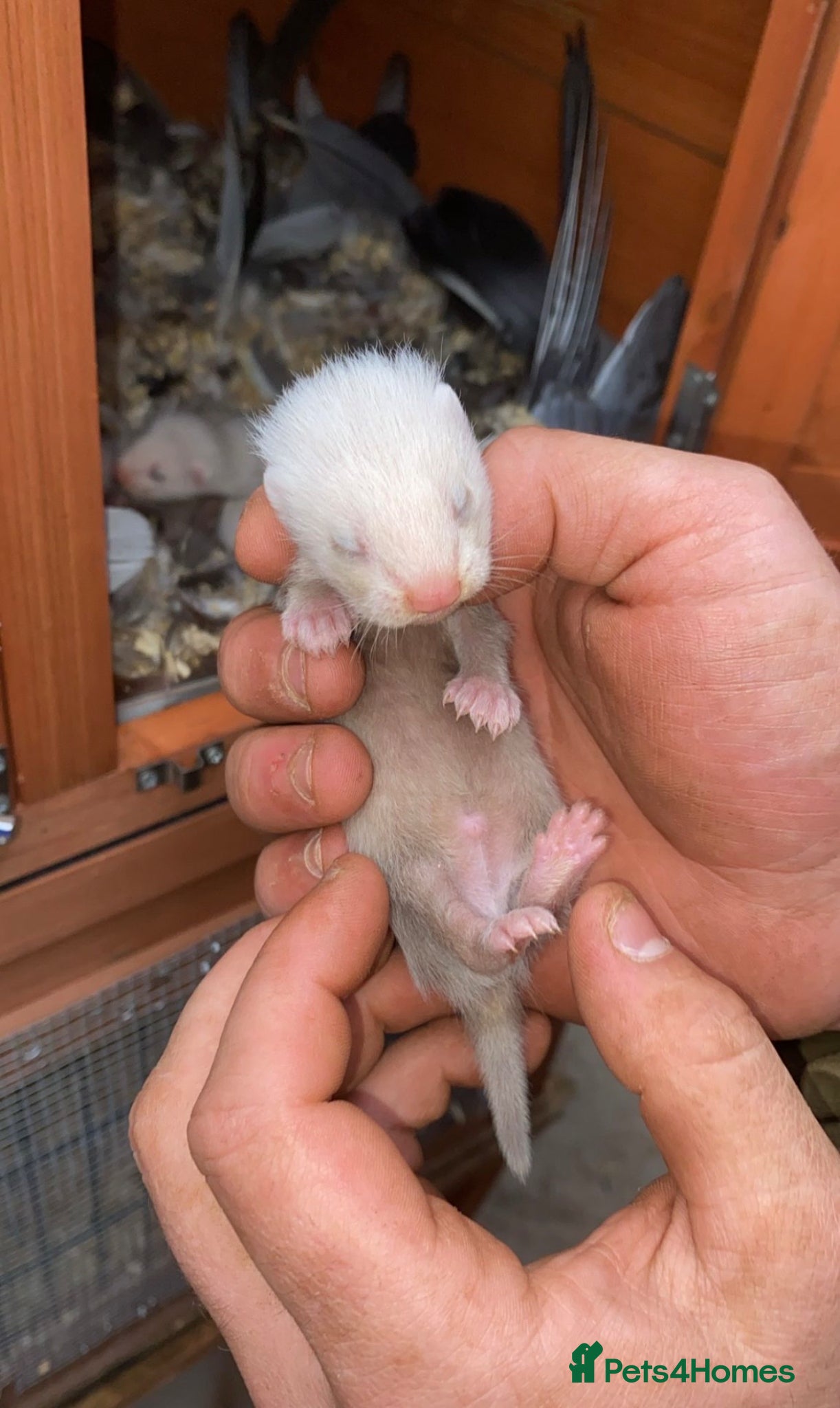 Ferret rodents Full micro ferrets  - Advert 2