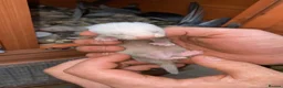 Ferret rodents for sale: Full micro ferrets  - Advert 1