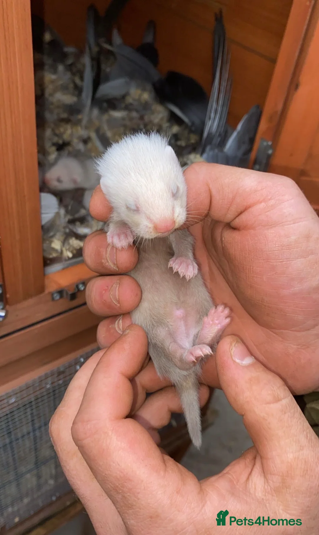 Ferret rodents for sale: Full micro ferrets  - Advert 1