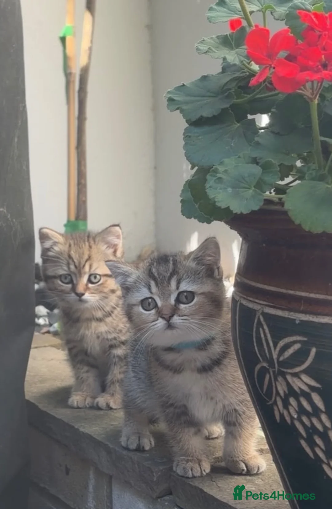 British Shorthair cats for sale: Pedigree British Shorthair  - Advert 2